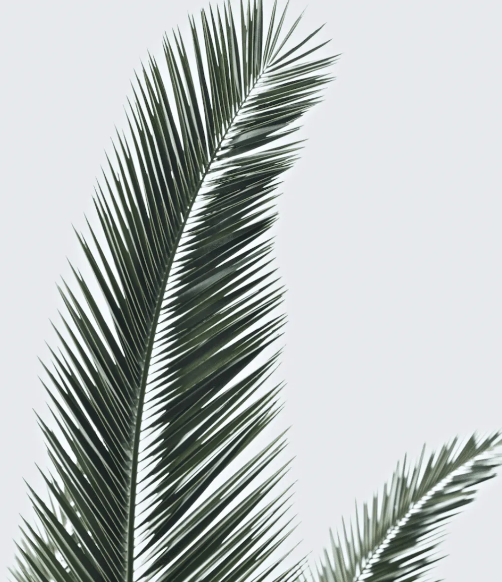 Palm leaves